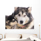 chien femelle Malamute et son chiot Wall Mural