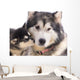 chien femelle Malamute et son chiot Wall Mural