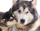 Chien Femelle Malamute Et Son Chiot Wall Decal