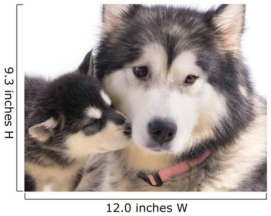 chien femelle Malamute et son chiot Wall Mural