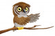 Cartoon Owl Branch Wall Decal