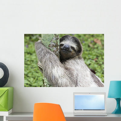 Chill Debonair Sloth Wall Decal shown on a wall