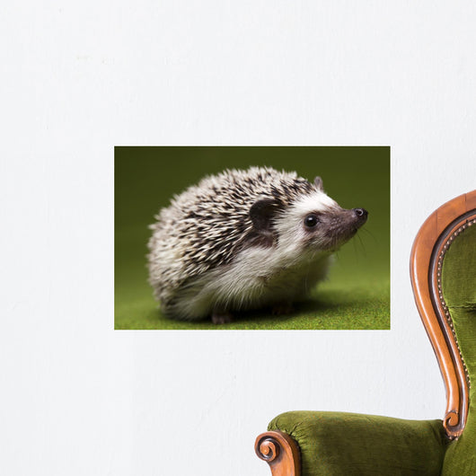 Hedgehog Wall Mural