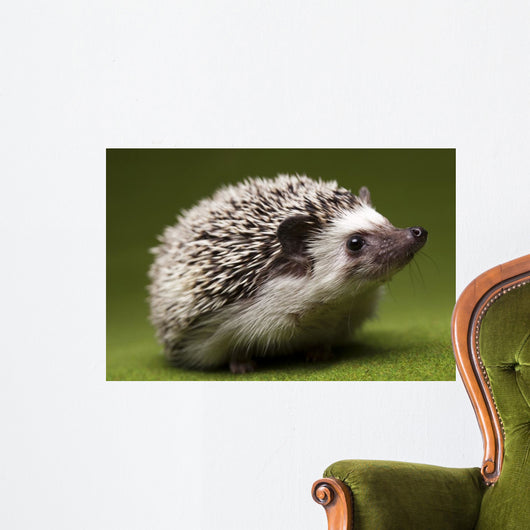 Hedgehog Wall Mural