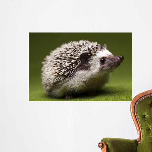 Hedgehog Wall Mural