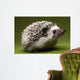 Hedgehog Wall Mural