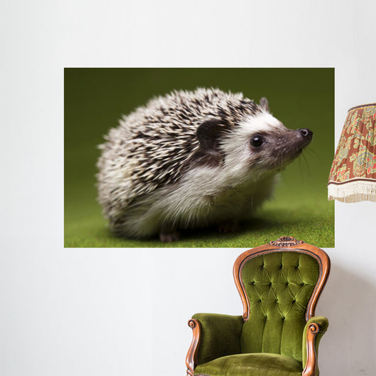 Hedgehog Wall Mural