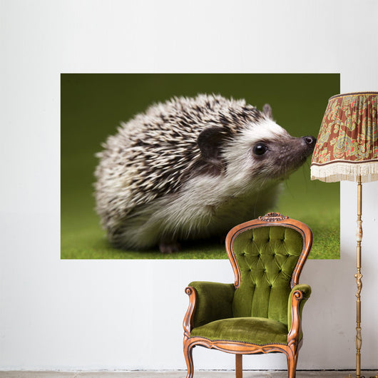 Hedgehog Wall Mural