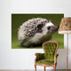 Hedgehog Wall Mural
