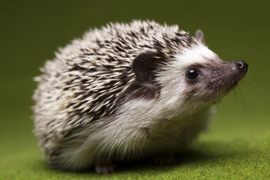 Hedgehog Wall Decal