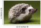 Hedgehog Wall Mural