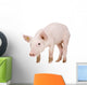 Young piglet Wall Decal