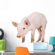 Young piglet Wall Decal