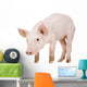 Young piglet Wall Decal
