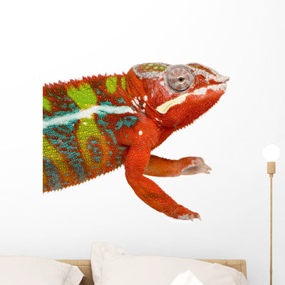 Chameleon Furcifer Pardalis Ambilobe Wall Decal shown on a wall