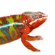 Chameleon Furcifer Pardalis Ambilobe Wall Decal