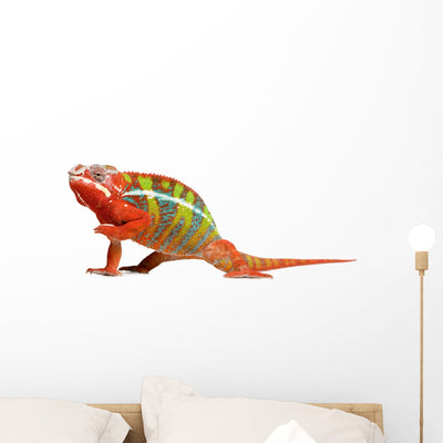 Red Green Chameleon Wall Decal shown on a wall