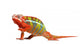 Red Green Chameleon Wall Decal