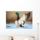 a wild duck Wall Mural