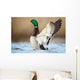 a wild duck Wall Mural