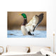 a wild duck Wall Mural