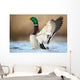 a wild duck Wall Mural
