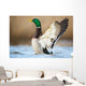 a wild duck Wall Mural