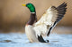 A Wild Duck Wall Decal