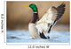a wild duck Wall Mural