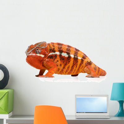 Fiery Orange Chameleon Wall Decal shown on a wall