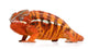 Fiery Orange Chameleon Wall Decal