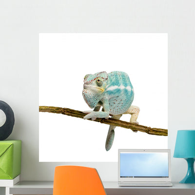 Young Chameleon Furcifer Pardalis 3 Wall Decal shown on a wall