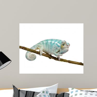 Young Chameleon Furcifer Pardalis 2 Wall Decal shown on a wall