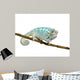 Young Chameleon Furcifer Pardalis 2 Wall Decal