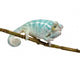 Young Chameleon Furcifer Pardalis 2 Wall Decal