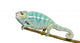 Young Chameleon Furcifer Pardalis - Nosy Be(7 Months) Wall Decal