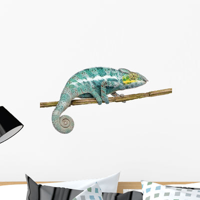 Chameleon Furcifer Pardalis Nosy Wall Decal shown on a wall