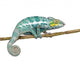 Chameleon Furcifer Pardalis Nosy Wall Decal