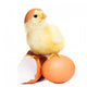 Cute Funny Easter Chick Wall Decal