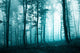 Beautiful Turquoise Blue Forest Wall Decal
