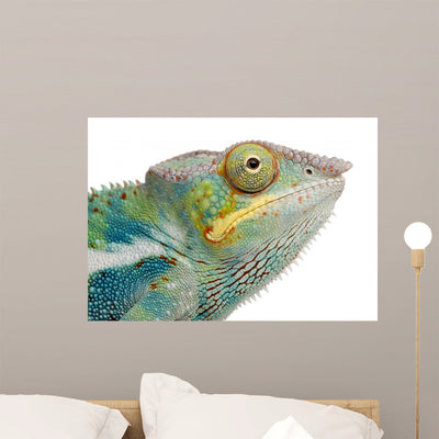 Young Chameleon Furcifer Pardalis Wall Decal shown on a wall
