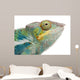 Young Chameleon Furcifer Pardalis Wall Decal