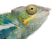 Young Chameleon Furcifer Pardalis Wall Decal