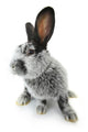 Gray Rabbit Wall Decal