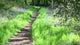 Chemin De Promenade Wall Decal