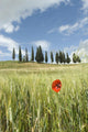 Spring Wall Decal