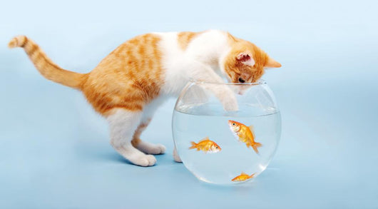 Katze Fischt In Goldfischglas Wall Decal