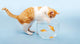 Katze Fischt In Goldfischglas Wall Decal