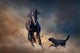 Beautiful Black Stallion With Dog In Desert Wall Decal