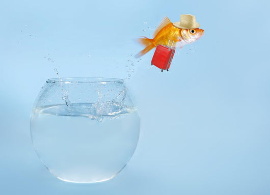 Goldfisch Springt Aus Glas Wall Decal